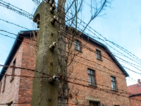 Auschwitz I