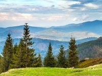 Hala Miziowa