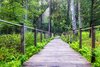 Stara Białowieża - Szlak Dębów Królewskich