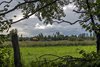 Białowieża