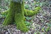 Białowieża