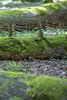 Białowieża