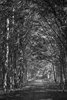 Białowieża