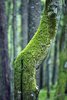 Białowieża