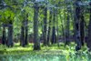 Rezerwat Pokazowy Żubrów