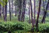 Stara Białowieża - Szlak Dębów Królewskich