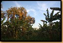 image0029.jpg
