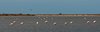 Camargue