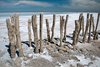 Camargue