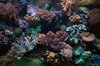 Barcelona - oceanarium