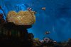 Barcelona - oceanarium