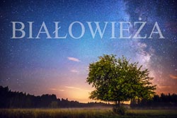 bialowieza.jpg