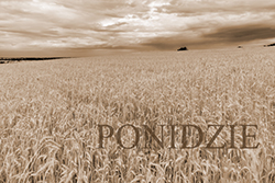 ponidzie.jpg