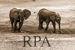 rpa.jpg