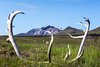 Laugarfell