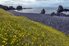 Dritvik, Półwysep Snaefellsnes