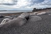 Dritvik, Półwysep Snaefellsnes