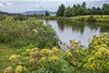 ?ingvellir