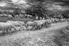 Istria