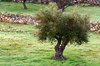 Betlejem