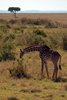 Masai Mara