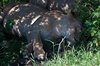 Król (albo królowa) sawanny w Masai Mara