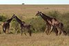 Masai Mara