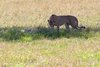 Gepard w Masai Mara