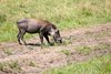 Ze względu na prędkość poruszania się guźca zwie się Kenia express