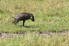 Pumba to w suahili guziec
