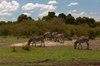 Masai Mara