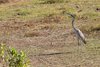 Ptactwo w Amboseli
