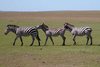 Masai Mara