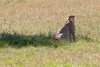 Gepard w Masai Mara