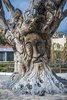 Matala - Old Tree