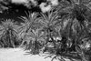 Vai Beach - ??????? ???