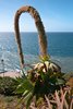 Camara de Lobos