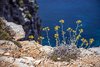 Comino