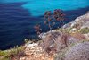 Comino
