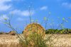 Gozo
