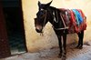 Medina Fes el-Bali - najlepszy środek transportu