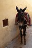 Medina Fes el-Bali - najlepszy środek transportu