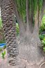 Ogrody Majorelle