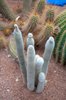 Ogrody Majorelle