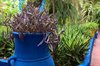 Ogrody Majorelle