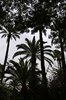 Ogrody Majorelle