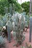 Ogrody Majorelle