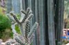 Ogrody Majorelle