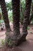 Ogrody Majorelle