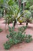 Ogrody Majorelle